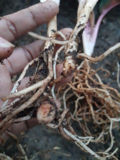 Bunga Aglonema Hot Lady