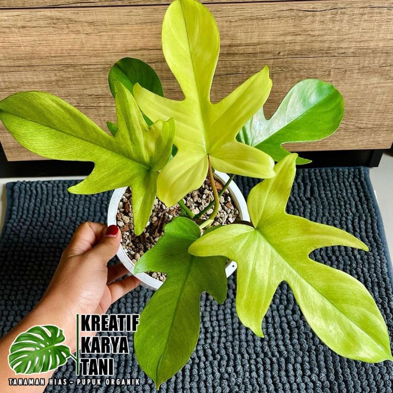 Tanaman Hias Philodendron Florida Ghost Mint - Florida Ghost