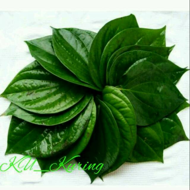 

DAUN SIRIH SEGAR