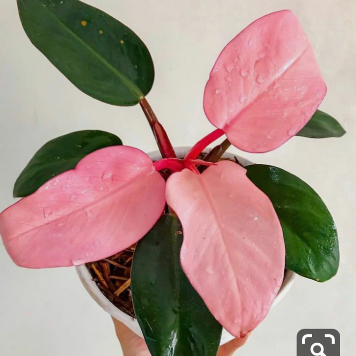 Tanaman Hias Philo Pink Kongo Philodendron Pink Shopee Indonesia