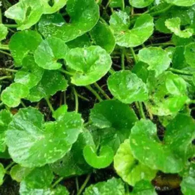 

Herbal Daun Pegagan Segar 250gram
