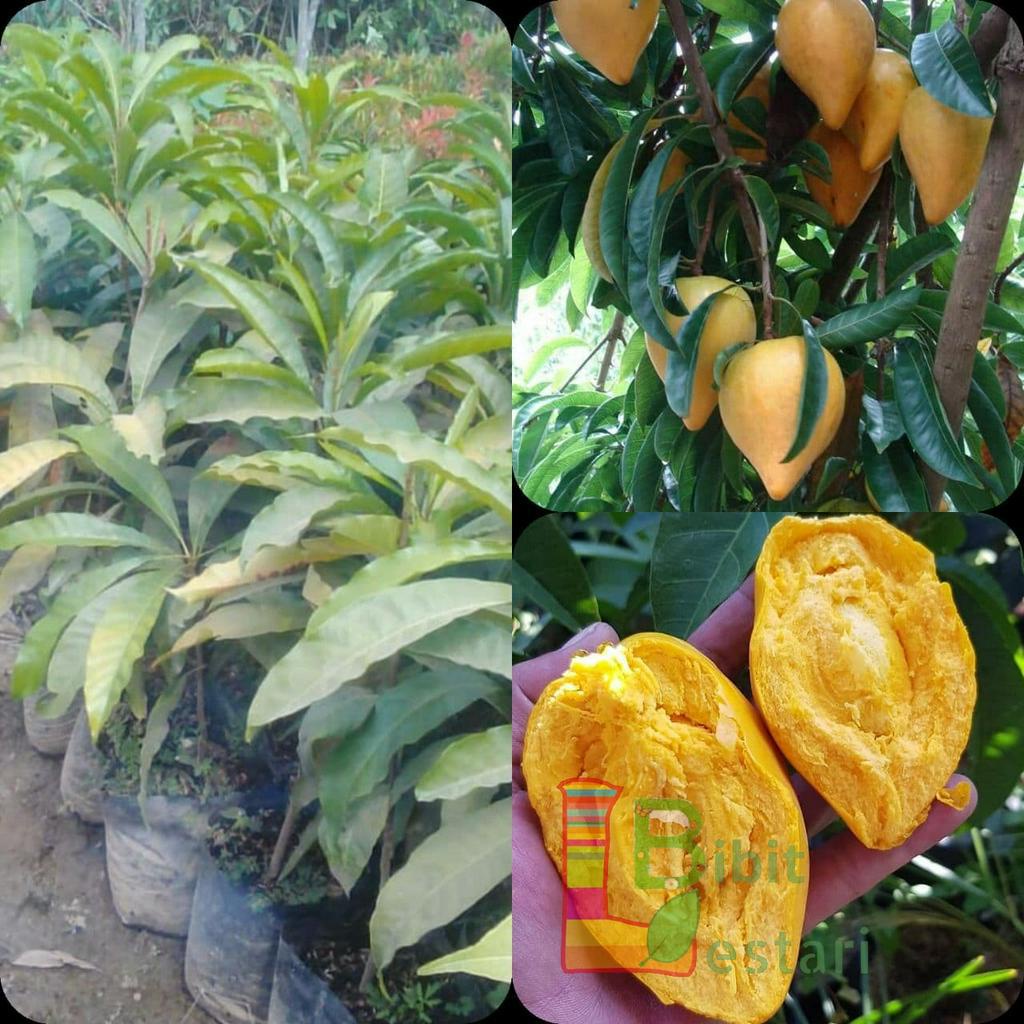 Bibit Sawo Mentega - Alkesa