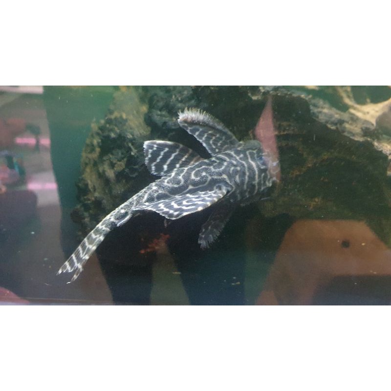 pleco L236 size 14-15cm