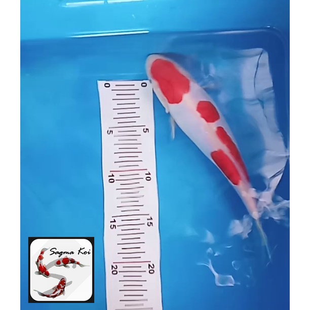 Koi Kohaku Doitsu Lokal Blitar Lokal Blitar 25 CM