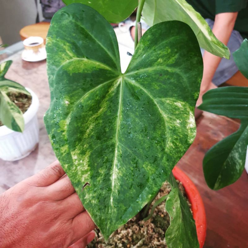 tanaman hias kuping gajah varigata real pict