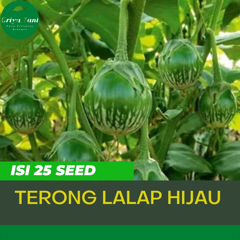 Benih Terong Bibit Terong Lalap Hijau Hibrida F1 unggul