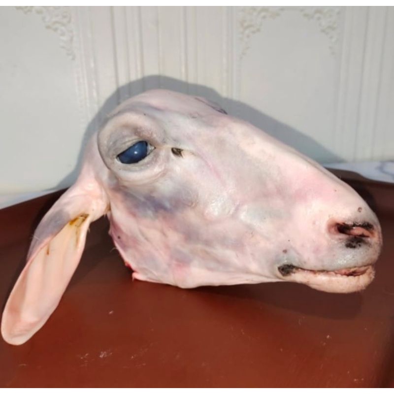 

kepala kambing segar