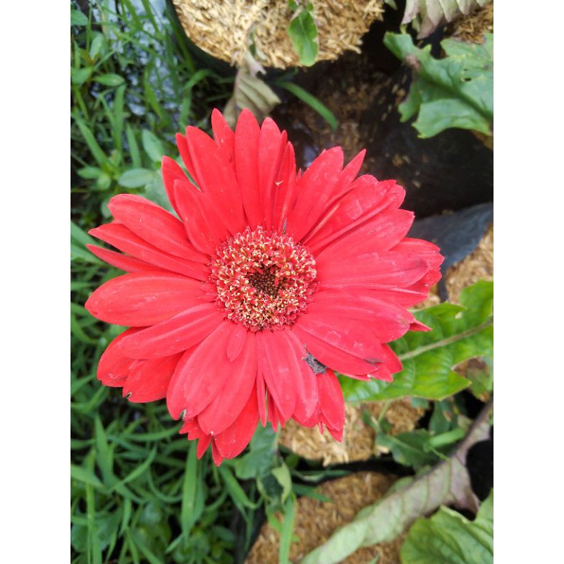 Hebras (herbras) Gerbera bunga merah