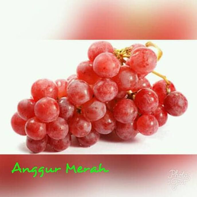 Bibit Tanaman Buah Anggur Merah I2R