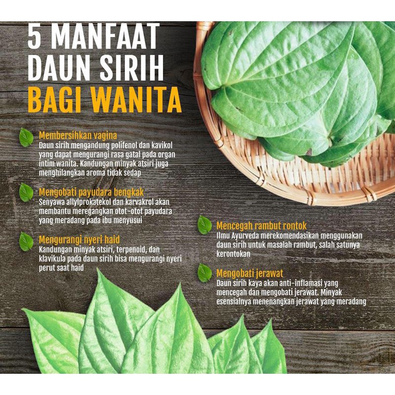 Daun sirih segar langsung lahan 100gr Terlaris Daun Sirih Segar Terbaik Langsung Petik dari pohon