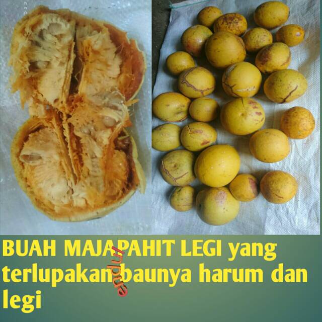 Buah Maja /majapahit harum dan manis langkah mojokerto