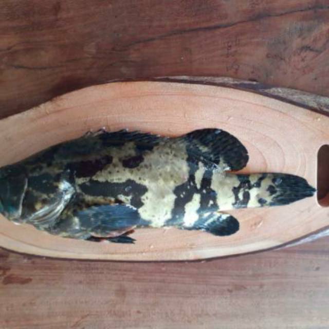 

Kerapu Cantang. Kerapu dewa. kerapu Fresh. Hasil budidaya air laut. KHUSUS HARI KAMIS. SBY ONLY.