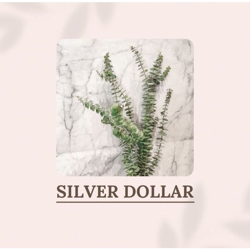 Silver Dollar