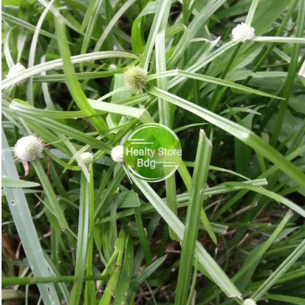 

Rumput pentul segar per 100 gram