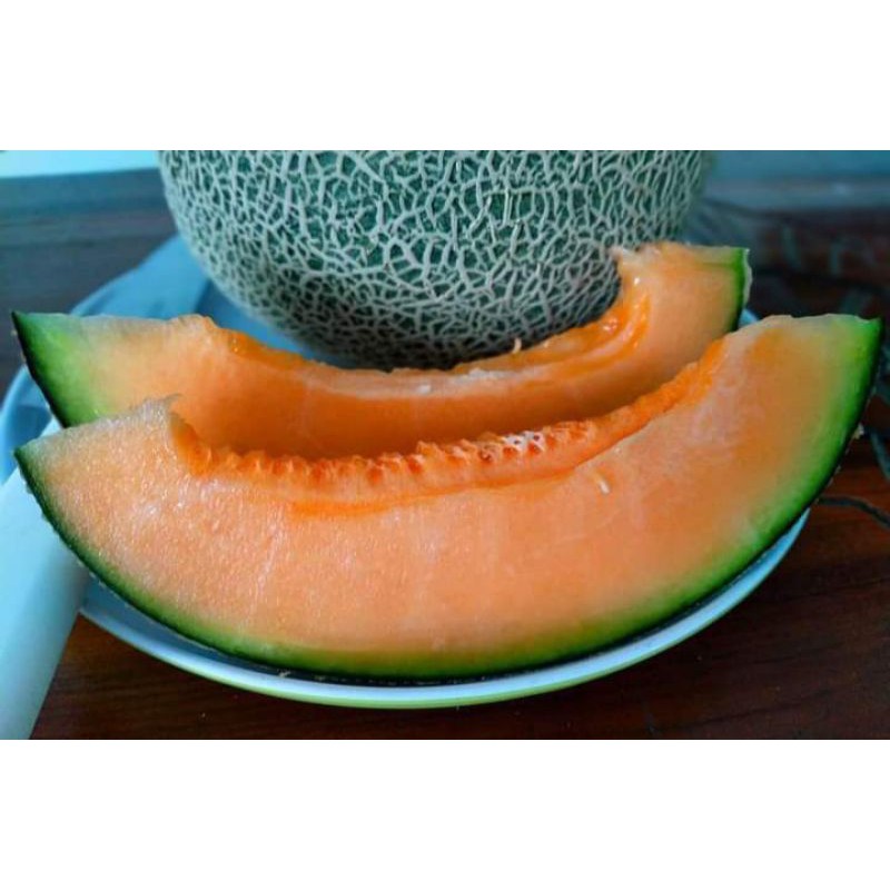 

Melon Golden 1Bulat