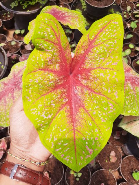 Tanaman Hias Caladium Keladi Hias Tears Of The Sun Shopee Indonesia