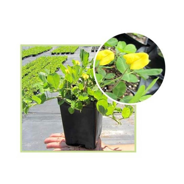 Tanaman Kacang Hias Pinto Peanut Shopee Indonesia