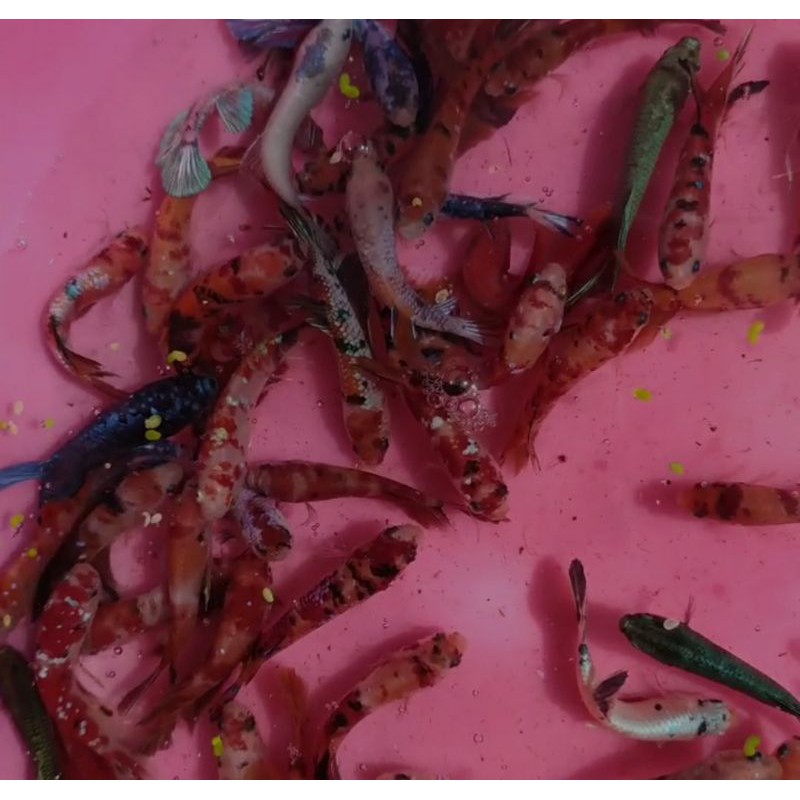 IKAN CUPANG NEMO GALAXY, KOI GALAXY