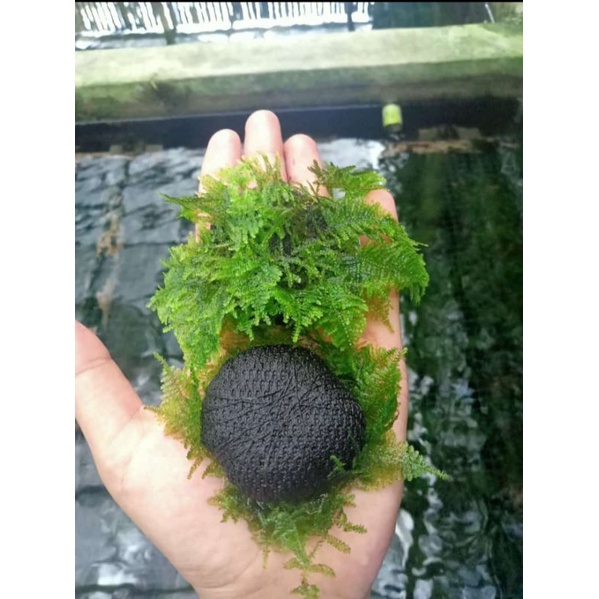 Moss Weping Media Wabikusa-Media Pakis