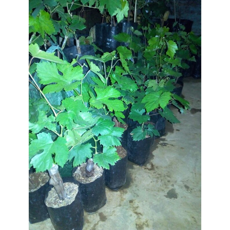 

Bubit Anggur ILLARIA