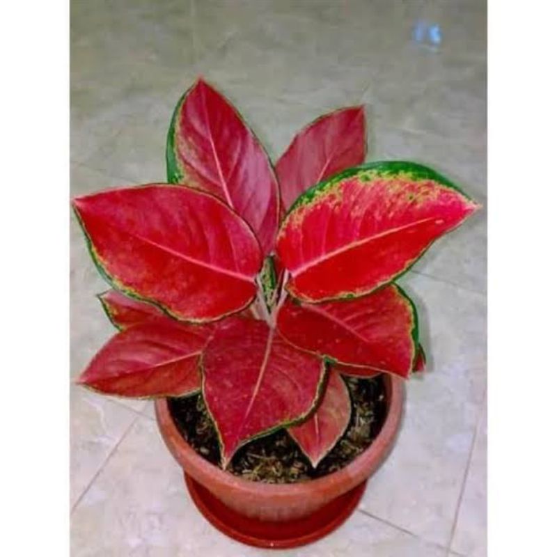 TANAMAN HIAS AGLONEMA RED KOCHIN//AGLONEMA KOCHIN