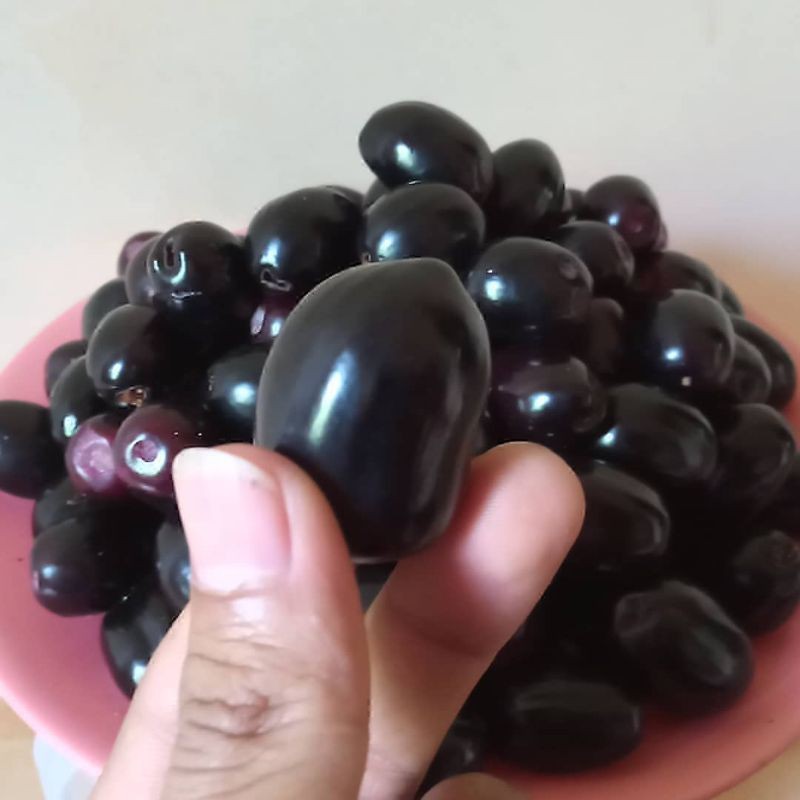 BIBIT JUWET/JAMBLANG HITAM SUPER (beli 5 gratis 1)