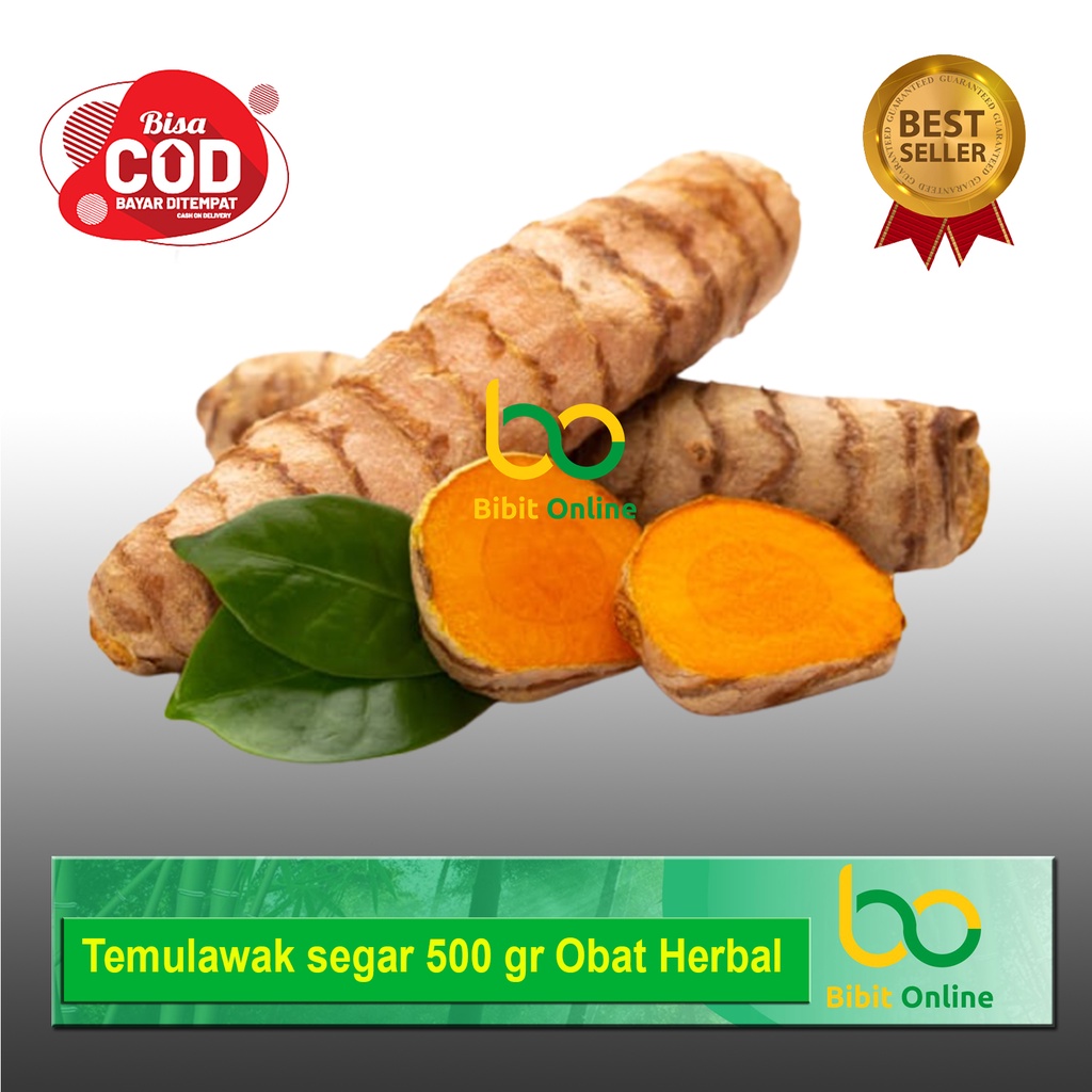 

TEMULAWAK SEGAR FRESH 500 GR ANTI CORONA BIBIT ONLINE