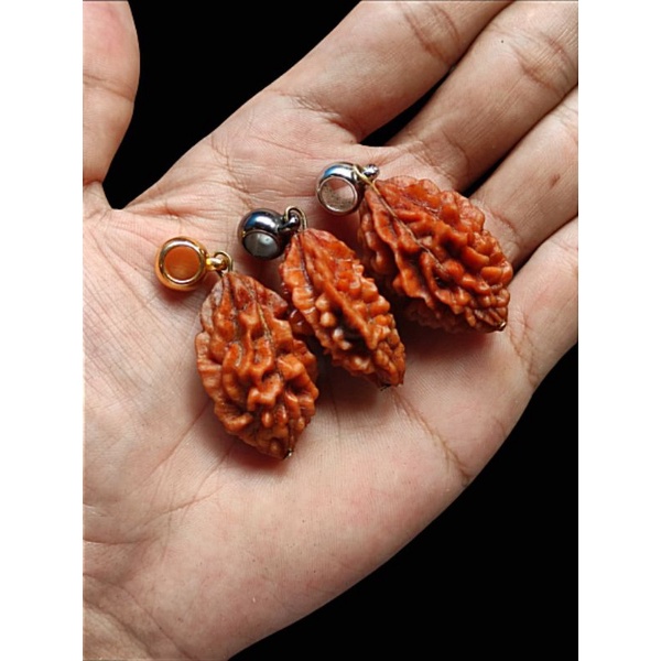 Rudraksha Jenitri Liontin Mukhi 2 Atau Garis 2