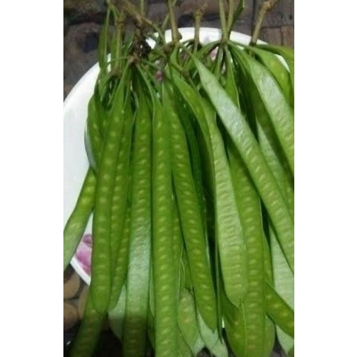 

satu ikat lamtoro/petai cina