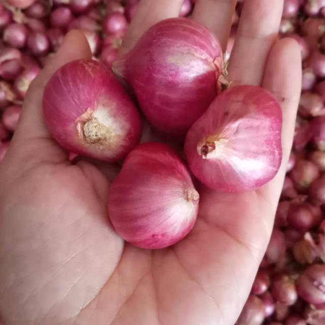 

Bawang bima