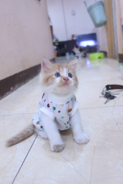 Baju katun motif polkadot lucu untuk kucing dan anjing / baju kucing murah size S M L XL