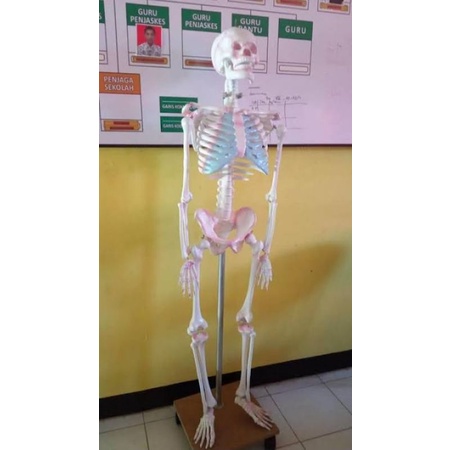 

Kerangka Manusia 160cm/Model Kerangka Dewasa/Alat Peraga Pendidikan