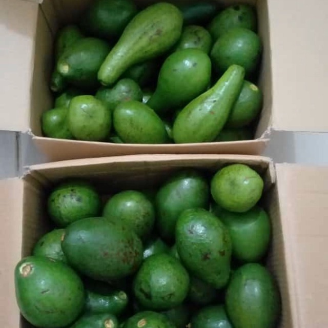 

Alpukat Mentega Super