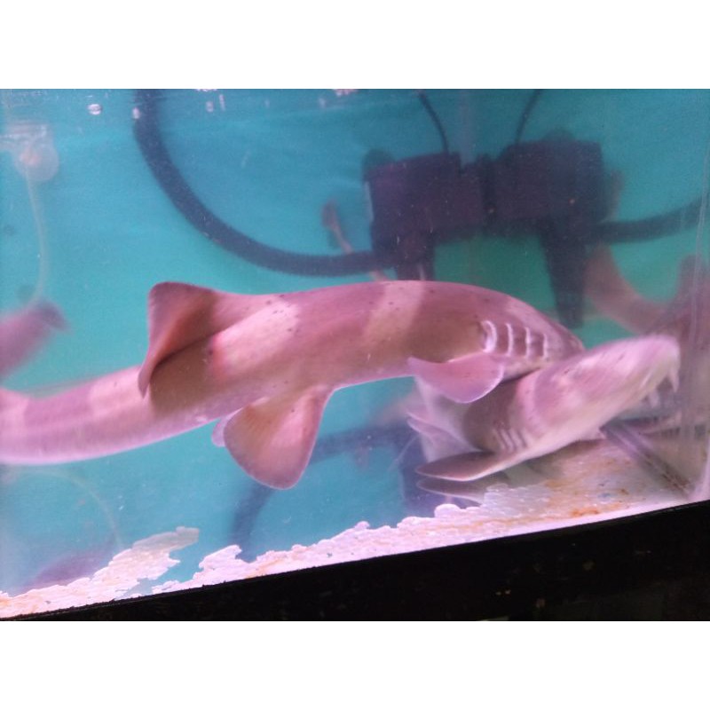 Ikan Hias Hiu Bambu Air Laut