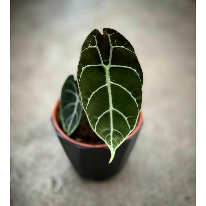 alocasia watsonia