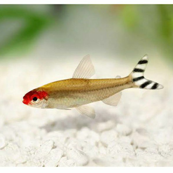 Ikan Red Nose Tetra Aquascape