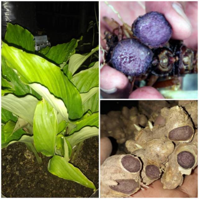 Bibit Kunyit Hitam 100% Original