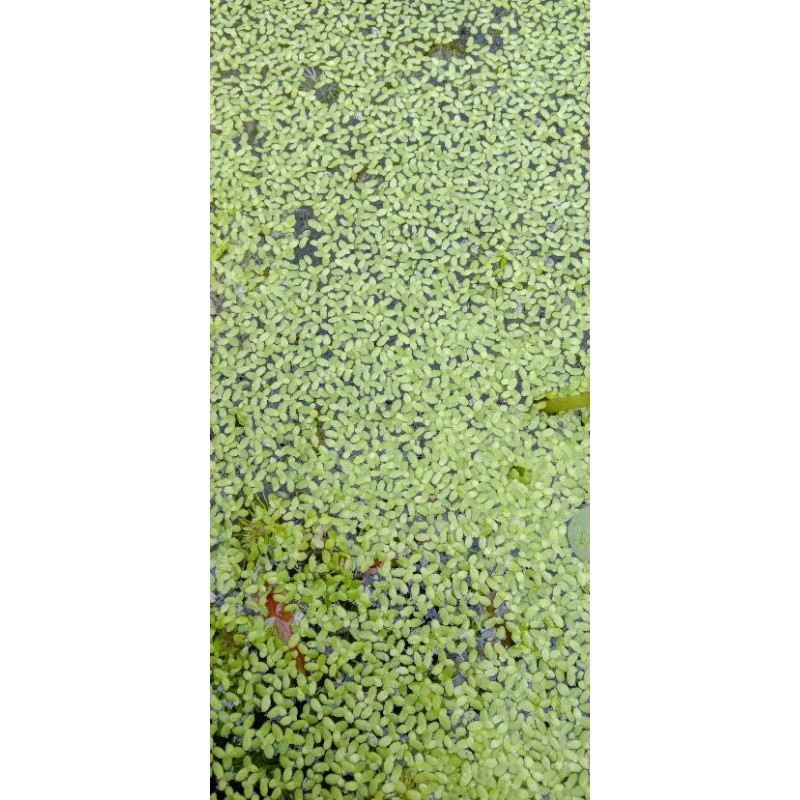 Tanaman apung aquarium mata lele