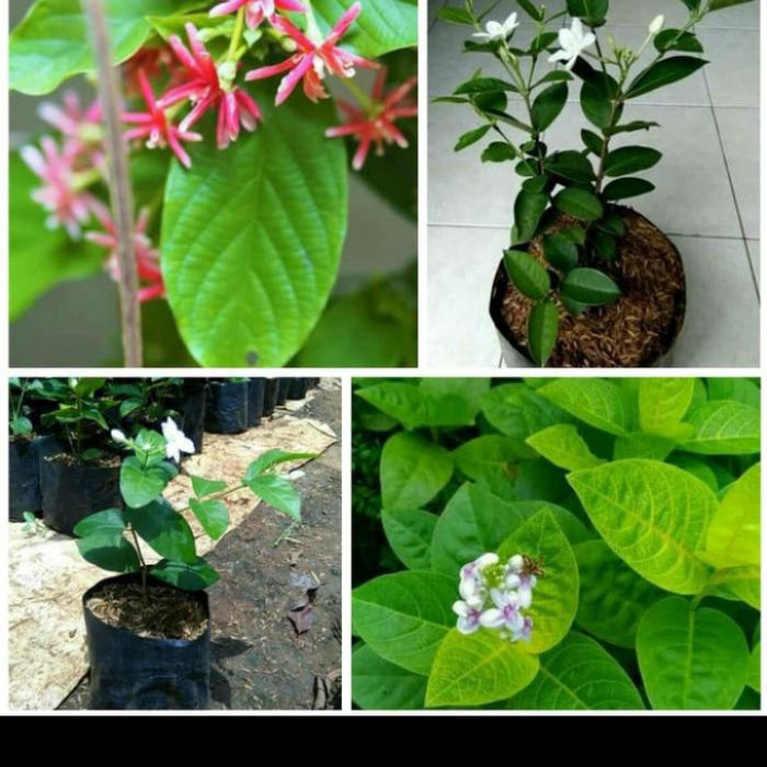 Paket 4 tanaman hias melati - belanda - kampung - jasmine - Jepang