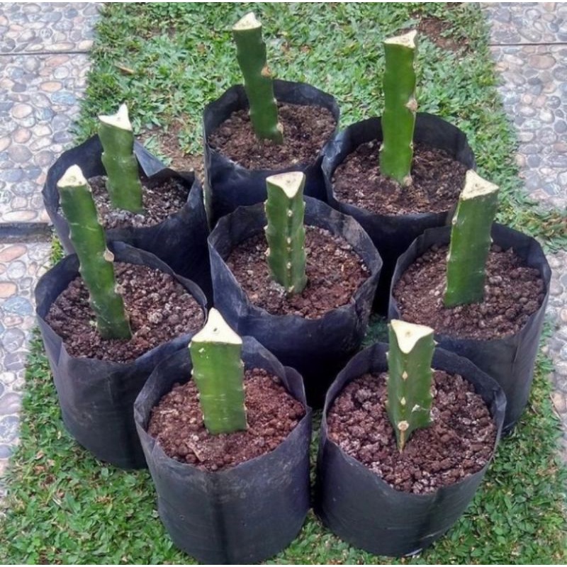 Bibit pohon buah naga merah/Tanaman buah naga merah