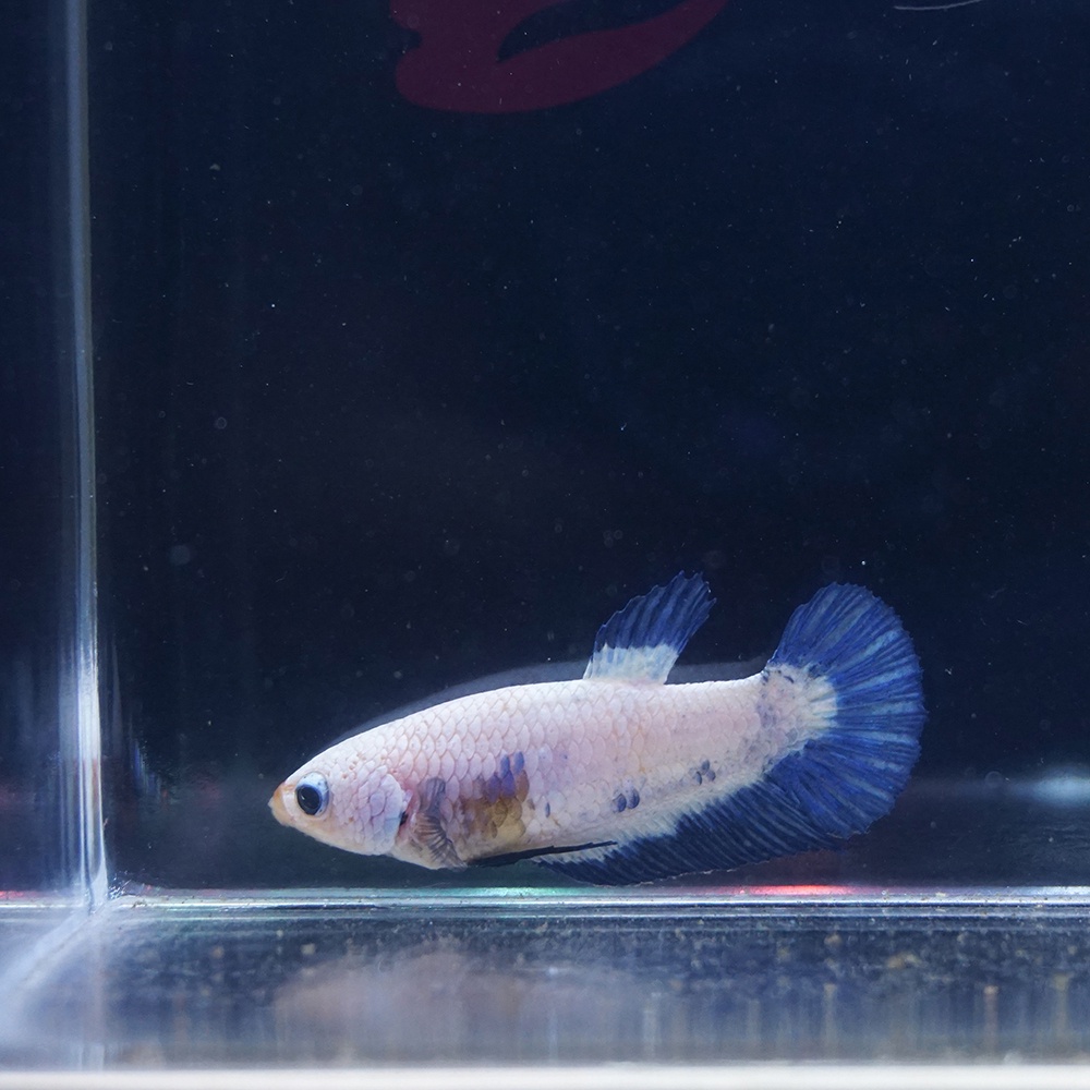 cupang female plakat blue rim betina 0612