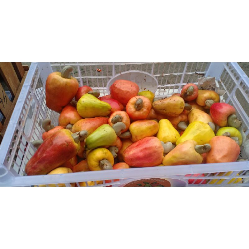 

jambu mede