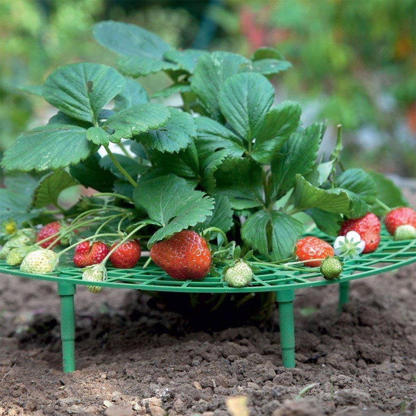 Penyangga Tanaman Buah Strobery Strawberry dan Sayuran FEFARM