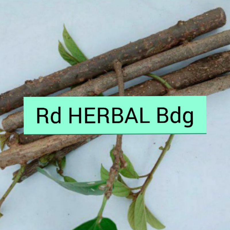Stek bibit pohon cincau hijau asli