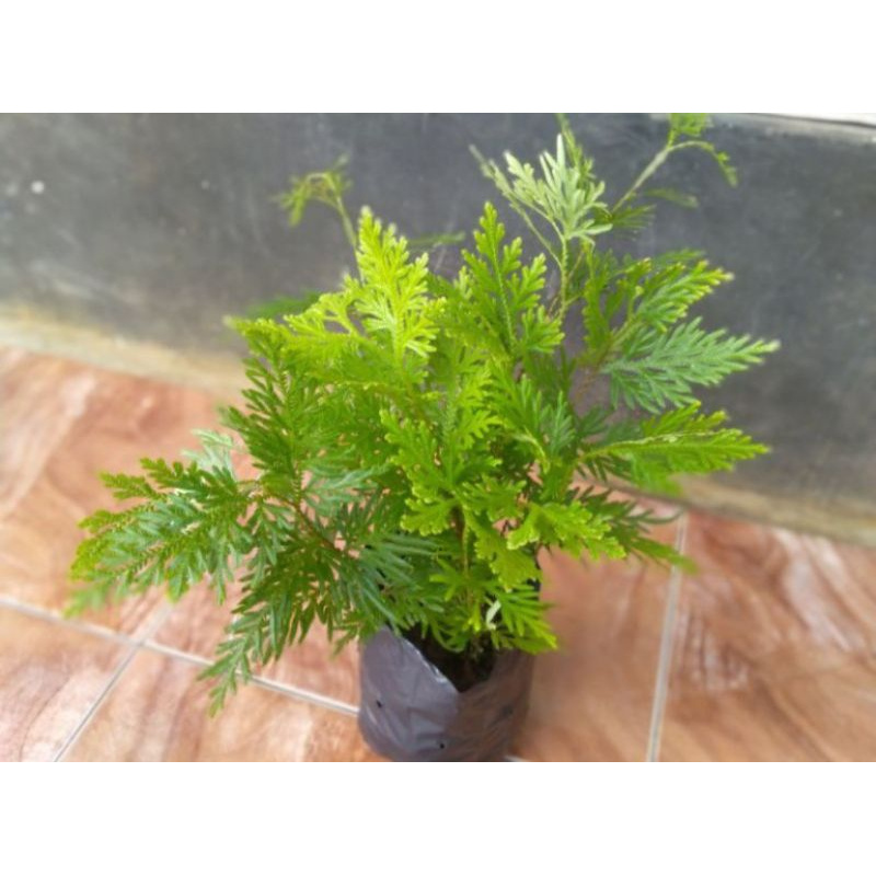 tanaman hias cakar ayam-tanaman herbal cakar ayam