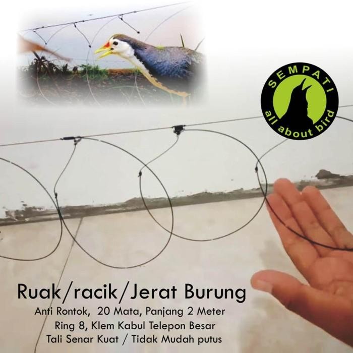 980+ Gambar Burung Ayam Ayaman Terbaik