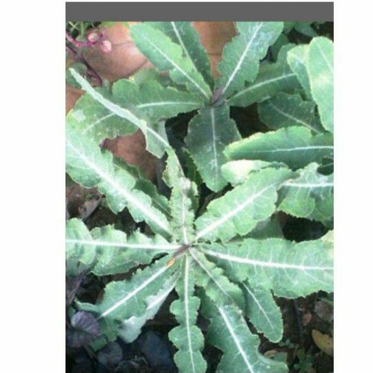 

Daun tempuyung segar untuk kesehatan 100 gr / herbal