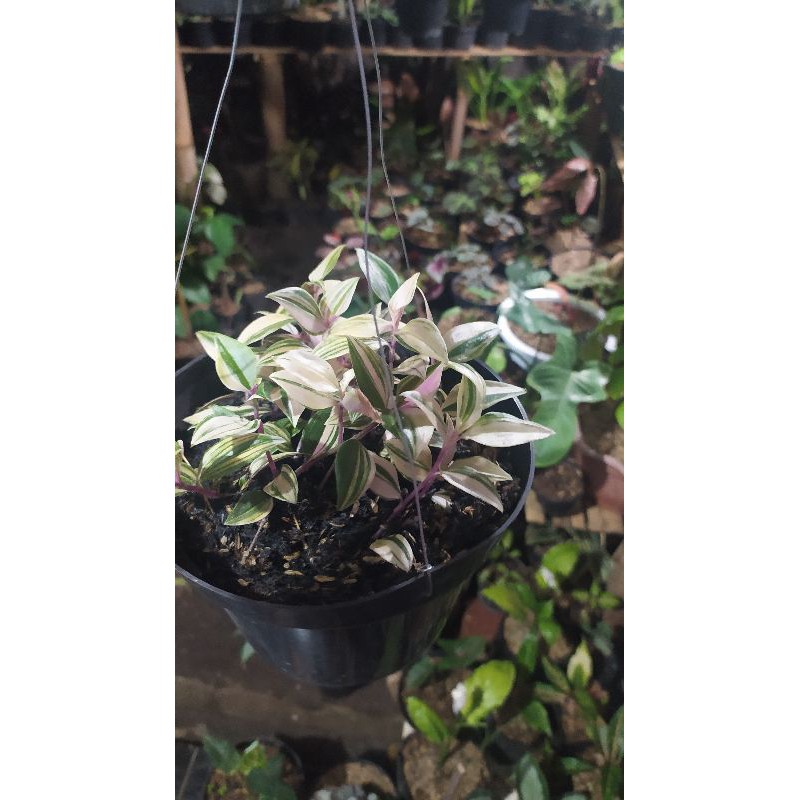 TANAMAN HIAS TRADESCANTIA FLUMINENSIS TRICOLOR