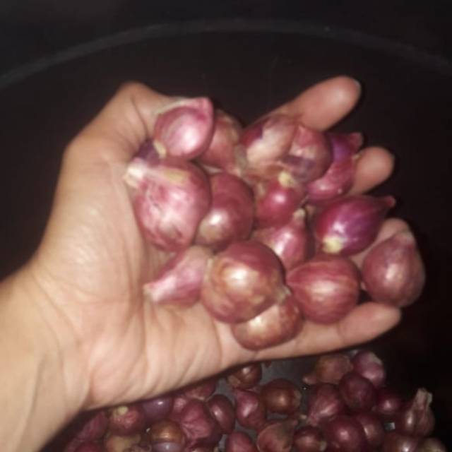

Brambang Probolinggo 1 kg