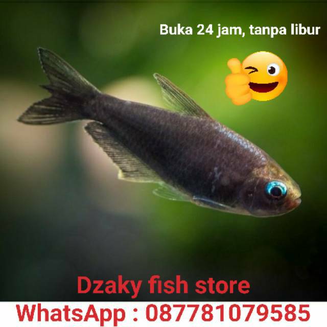 Ikan hias Black emperor Tetra , palmeri